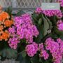 Calandiva – 6″ Pot